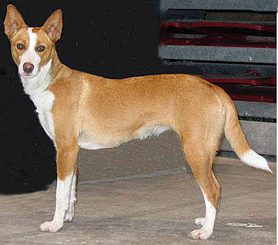 Португальская гончая, описание породы собак