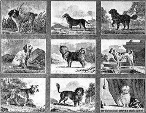 Древние собаки обликом очень походили на кошек, схожешь кошек и собак, общие черты между собаками и кошками, история, история изменения собак