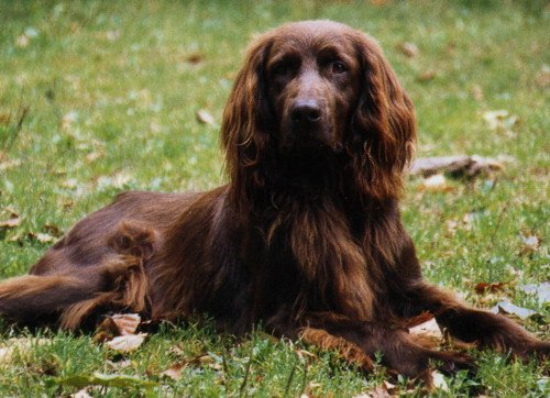 Немецкая длинношерстная легавая, описание породы собак