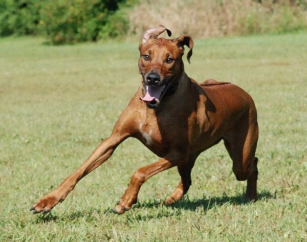 Готтентотская собака, описание породы собак