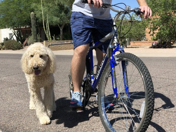Велопробежки с собакой, спорт с собакой, велосипед и собака