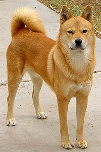 Корейская собака хиндо, описание породы собаки, описание собаки, характеристики собаки, внешний вид, как выглядит, как собака, порода
