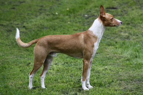 Большой португальский поденгу, описание породы собак