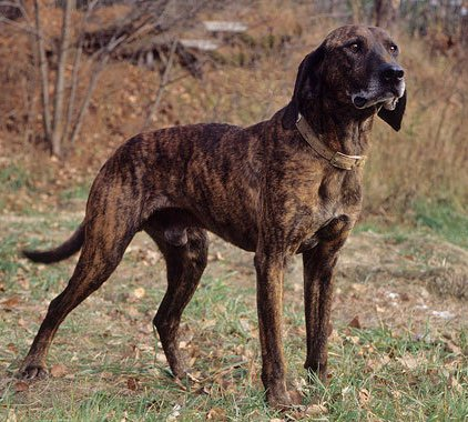 Гончая Плотта, описание породы собак