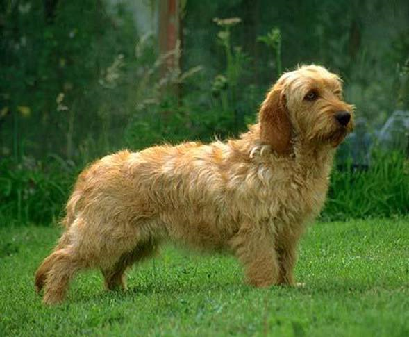 Палевый бретонский бассет-гриффон, описание пород собак