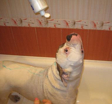 Как мыть собаку